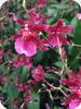 Oncidium  Sharry Baby Ruby Doll